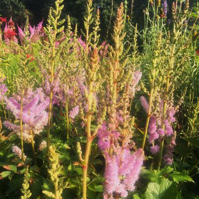 Astilbe chi. Pumila