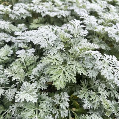 Artemisia Powis Castle