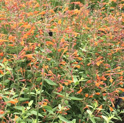 Agastache Tango