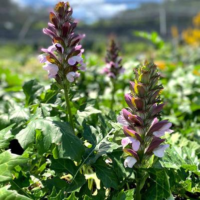 Acanthus x Morning Candle