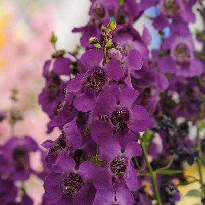 Angelonia Archangel Dark Purple