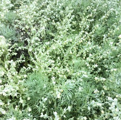 Artemisia Silver Mound