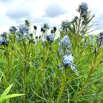 Amsonia hubrichtii 