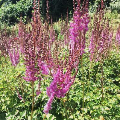 Astilbe chi. Purple Candles