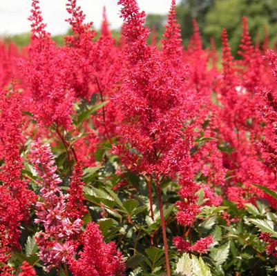 Astilbe jap. Red Sentinel