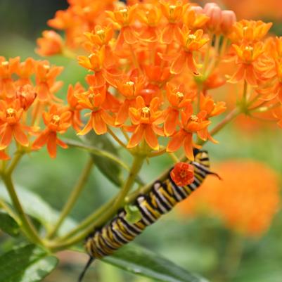 Asclepias tuberosa 