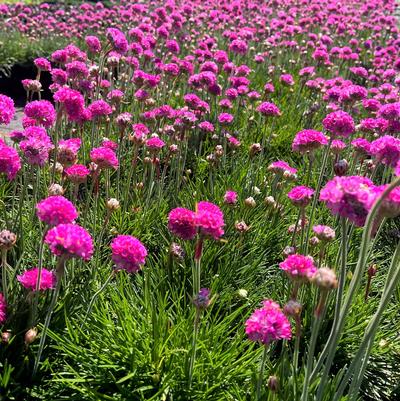 Armeria mar. Splendens