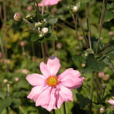 Anemone Queen Charlotte