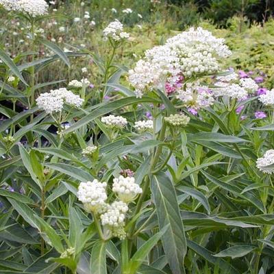 Asclepias inc. Ice Ballet