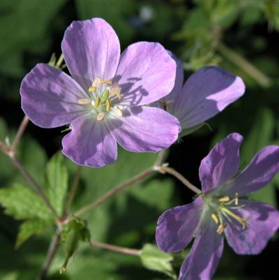 MD Native Plants