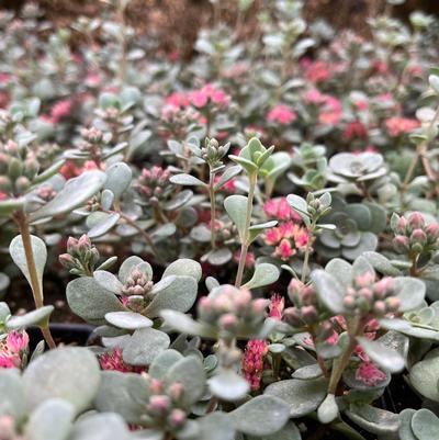 Sedum SunSparkler Blue Elf