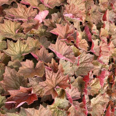 Heuchera vil. Bronze Wave