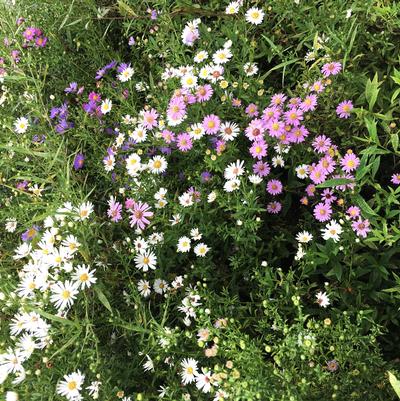 Aster novi-belgii 