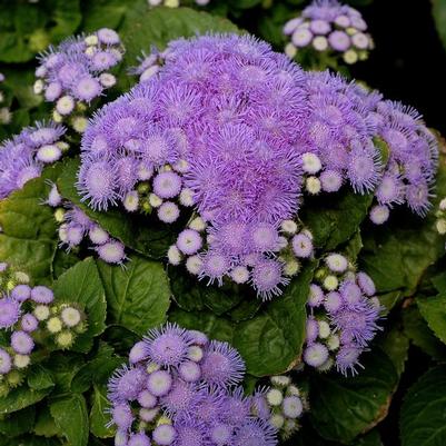 Ageratum Aloha Blue