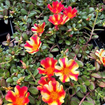 Portulaca Cupcake Strawberry Banana