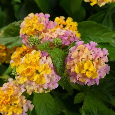 Lantana Gem Compact Rose Quartz