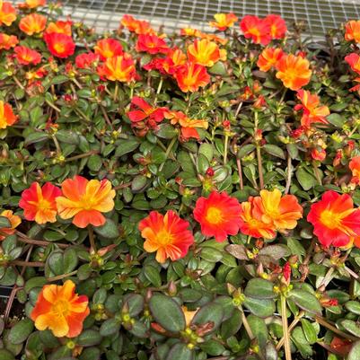 Portulaca Cupcake Upright Orange Zest