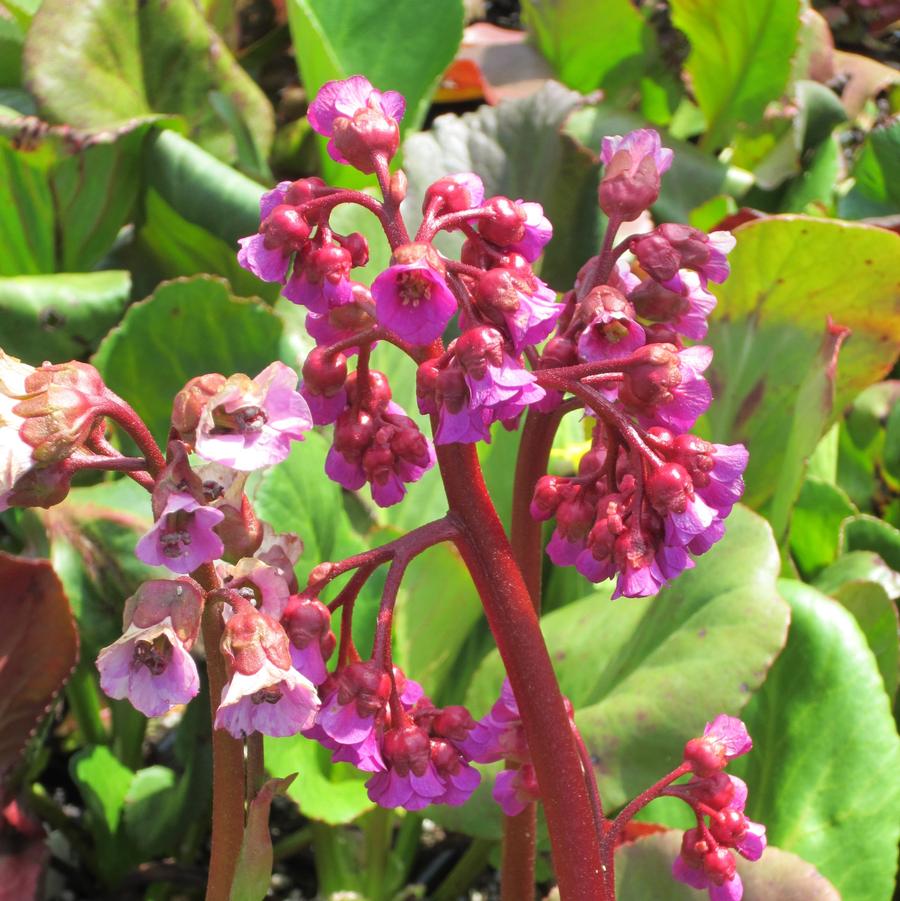 Bergenia cor. 'Winterglut' - Winterglow Bergenia from Babikow Wholesale Nursery