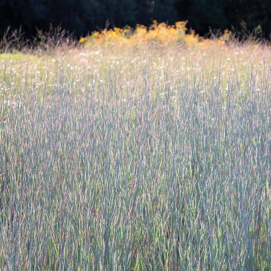 Schizachyrium 'Standing Ovation' - Little Bluestem from Babikow Wholesale Nursery