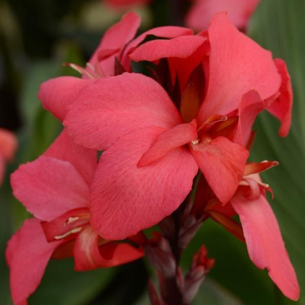 Canna Cannova Cannova 'Rose' - from Babikow