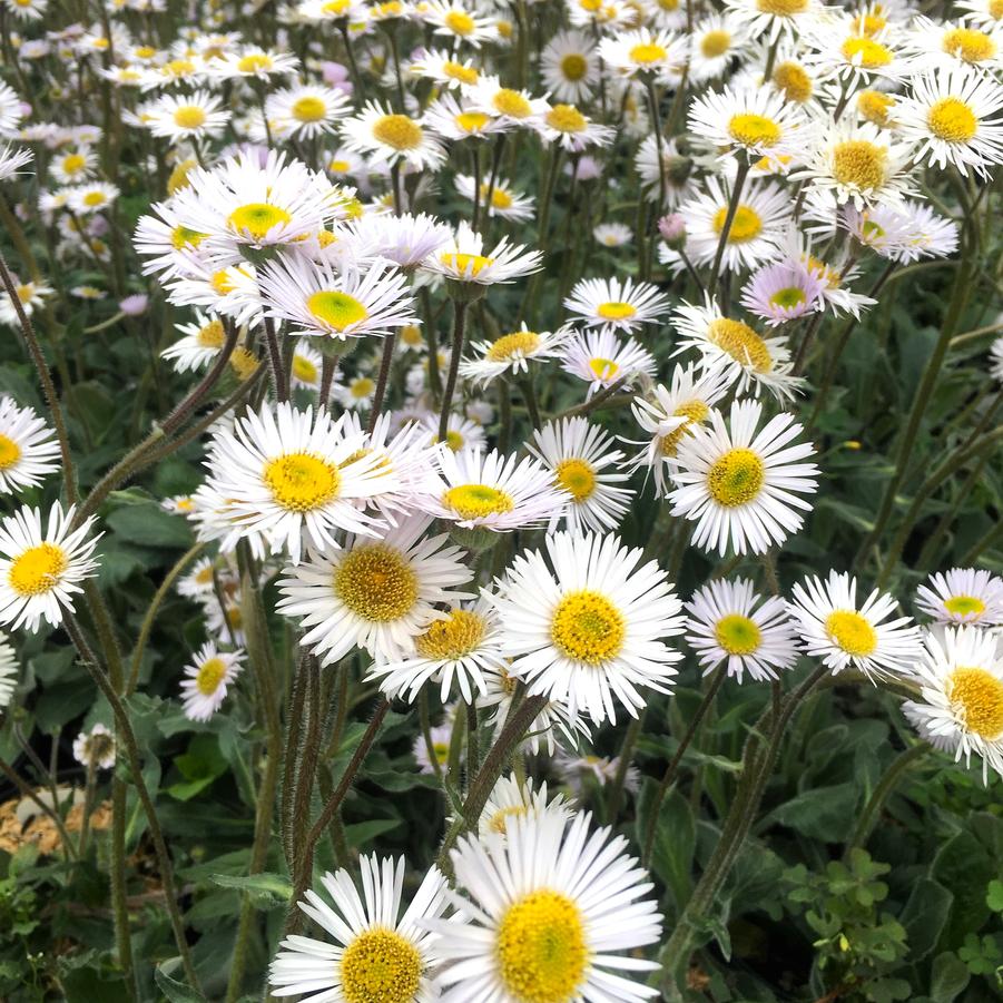 Erigeron 'Lynnhaven Carpet' - Robin's Plantain from Babikow Wholesale Nursery