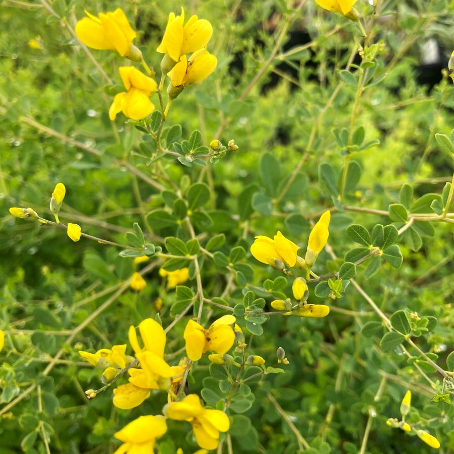 Baptisia tinctoria - Yellow Wild Indigo from Babikow Wholesale Nursery