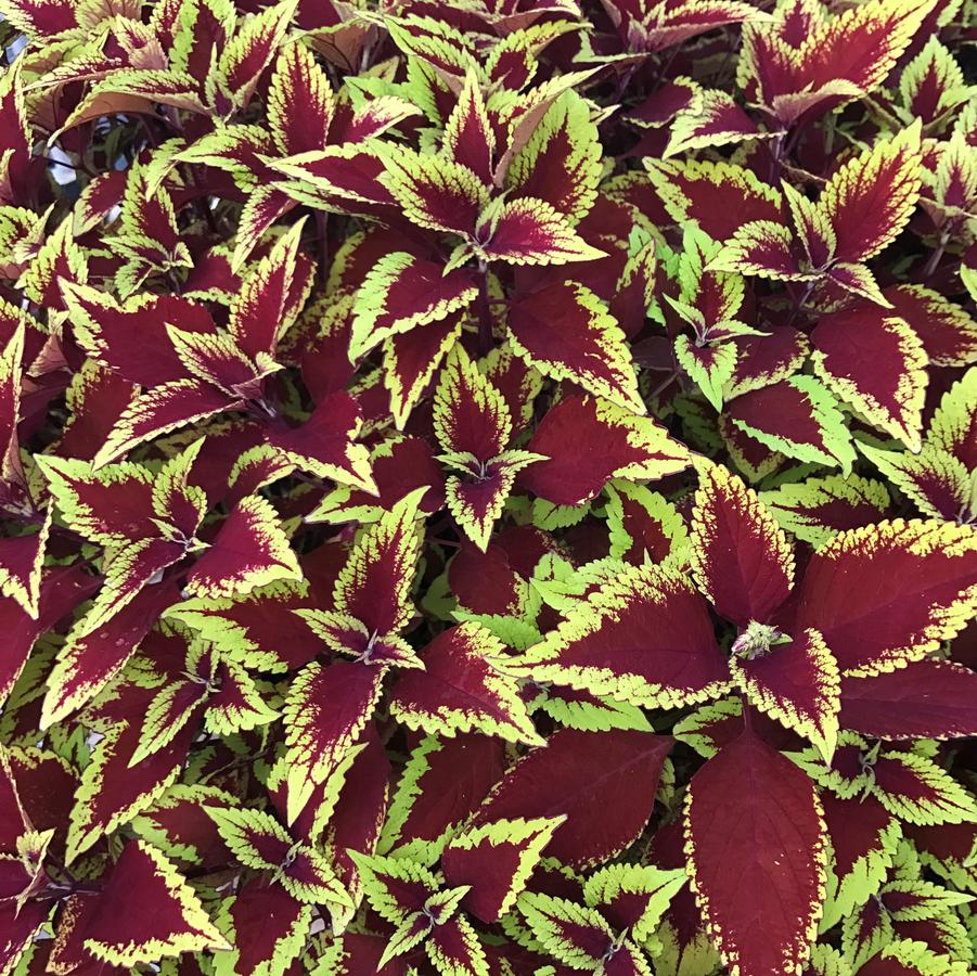 Coleus Defiance