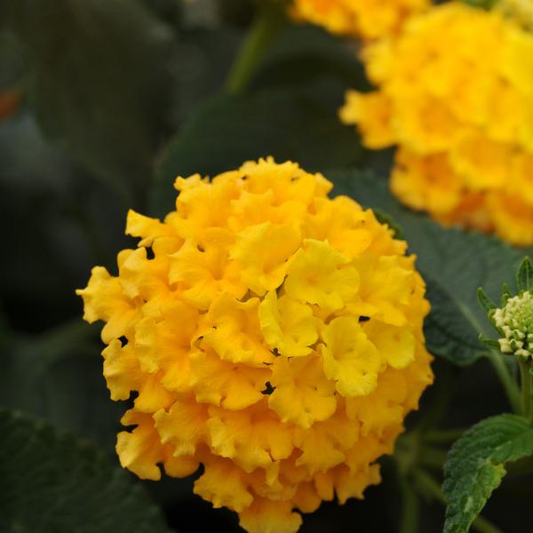 Lantana Landmark Landmark 'Yellow' - from Babikow