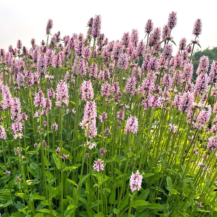 Stachys x 'Summer Crush' - Summer Crush Betony from Babikow Wholesale Nursery