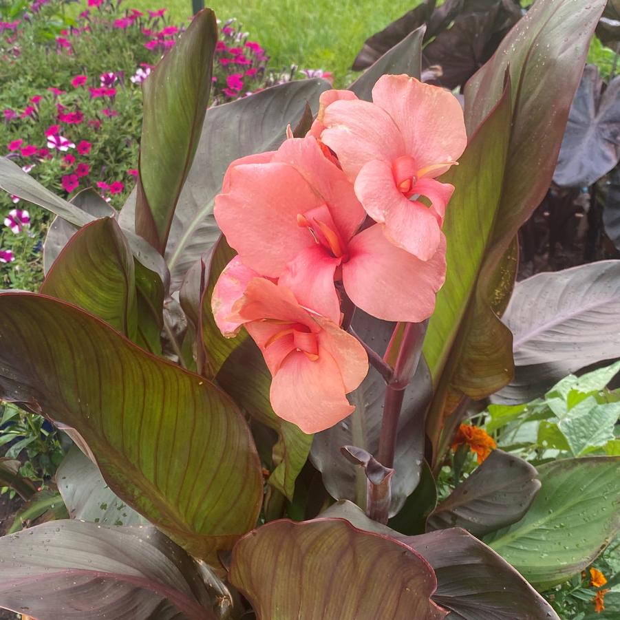 Canna Cannova 'Bronze Peach' - from Babikow Wholesale Nursery