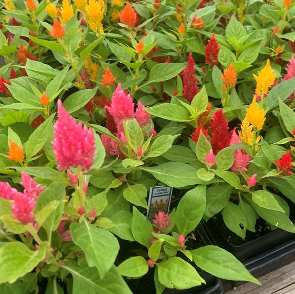 Celosia Fresh Look 'Mix' - from Babikow