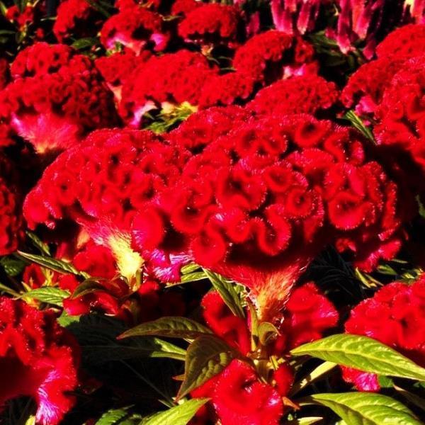 Celosia Twisted 'Red Currant' - from Babikow Wholesale Nursery