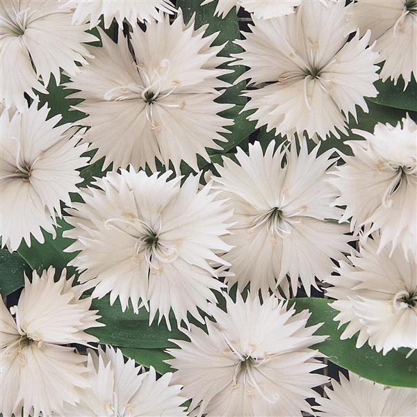 Dianthus Ideal Select 'White' - from Babikow Wholesale Nursery