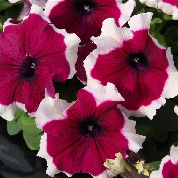 Petunia Limbo GP 'Burgundy Picotee' - from Babikow Wholesale Nursery