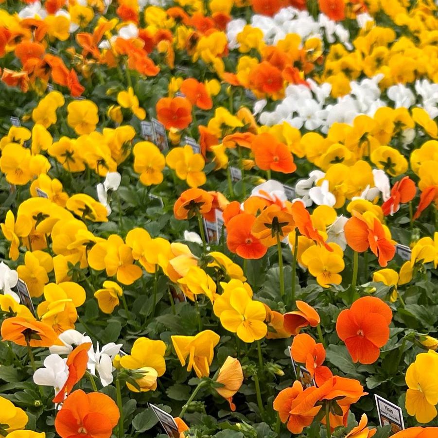 Viola Penny 'Citrus Mix' - from Babikow Wholesale Nursery