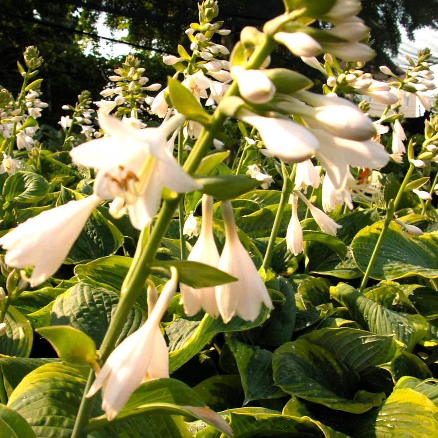 Hosta sie. 'Frances Williams' - Hosta from Babikow Wholesale Nursery