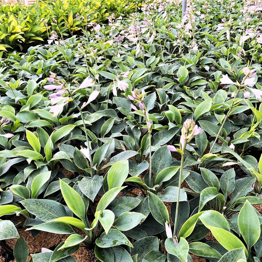 Hosta sie. 'Halcyon' - Hosta from Babikow Wholesale Nursery