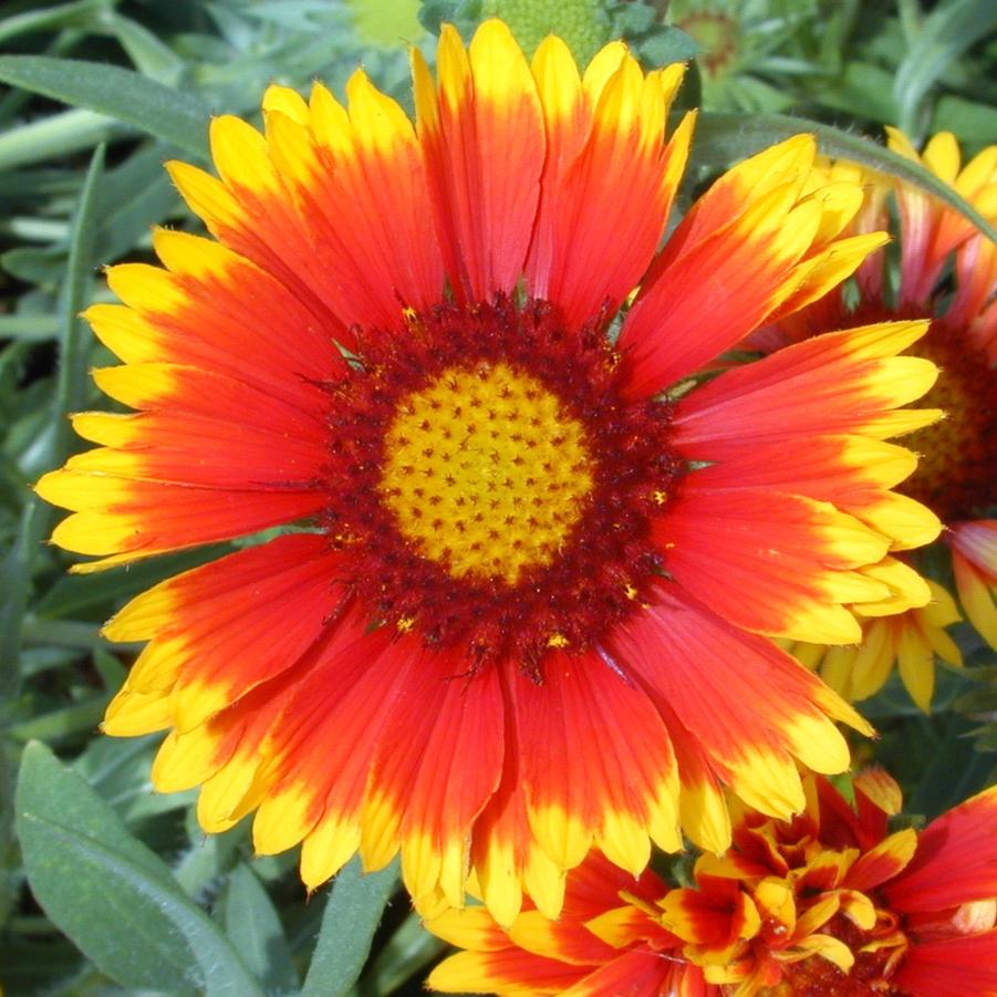 Gaillardia 'Arizona Sun' - Blanket Flower from Babikow Wholesale Nursery