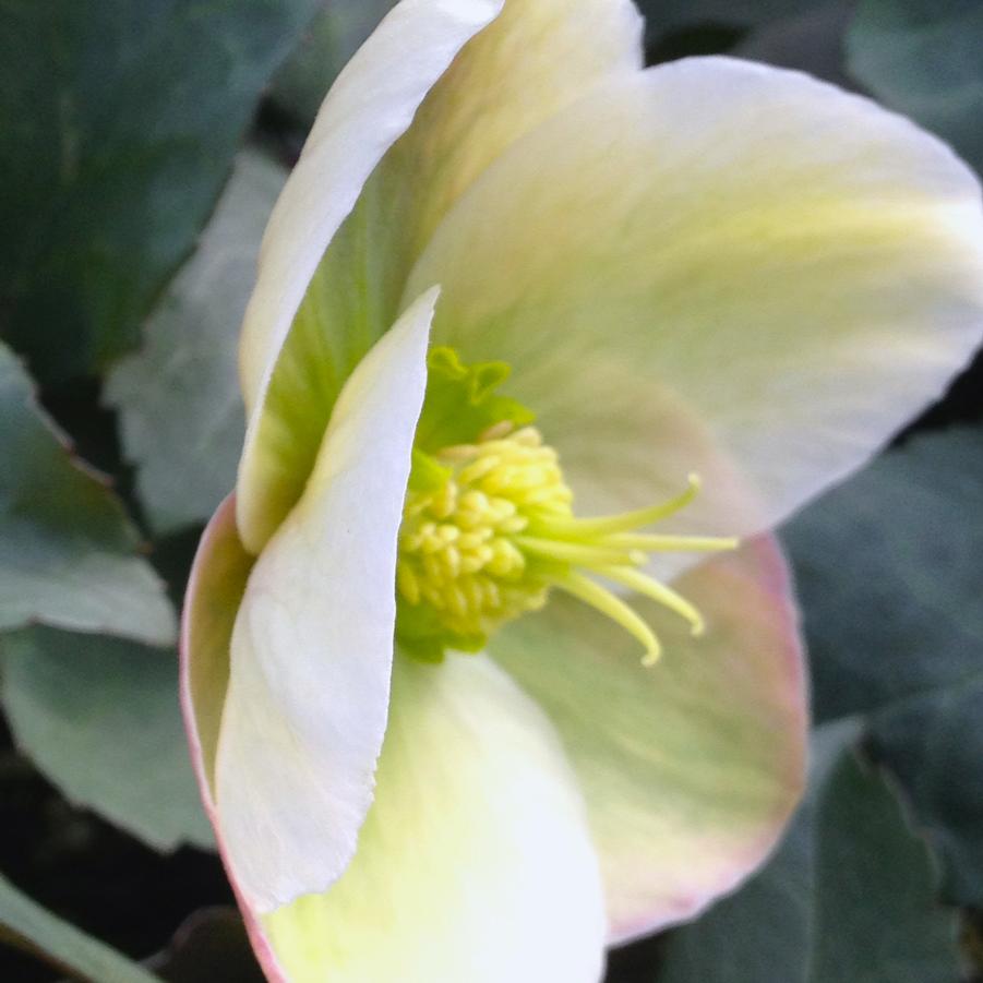 Helleborus 'Ivory Prince' - Lenten Rose from Babikow Wholesale Nursery