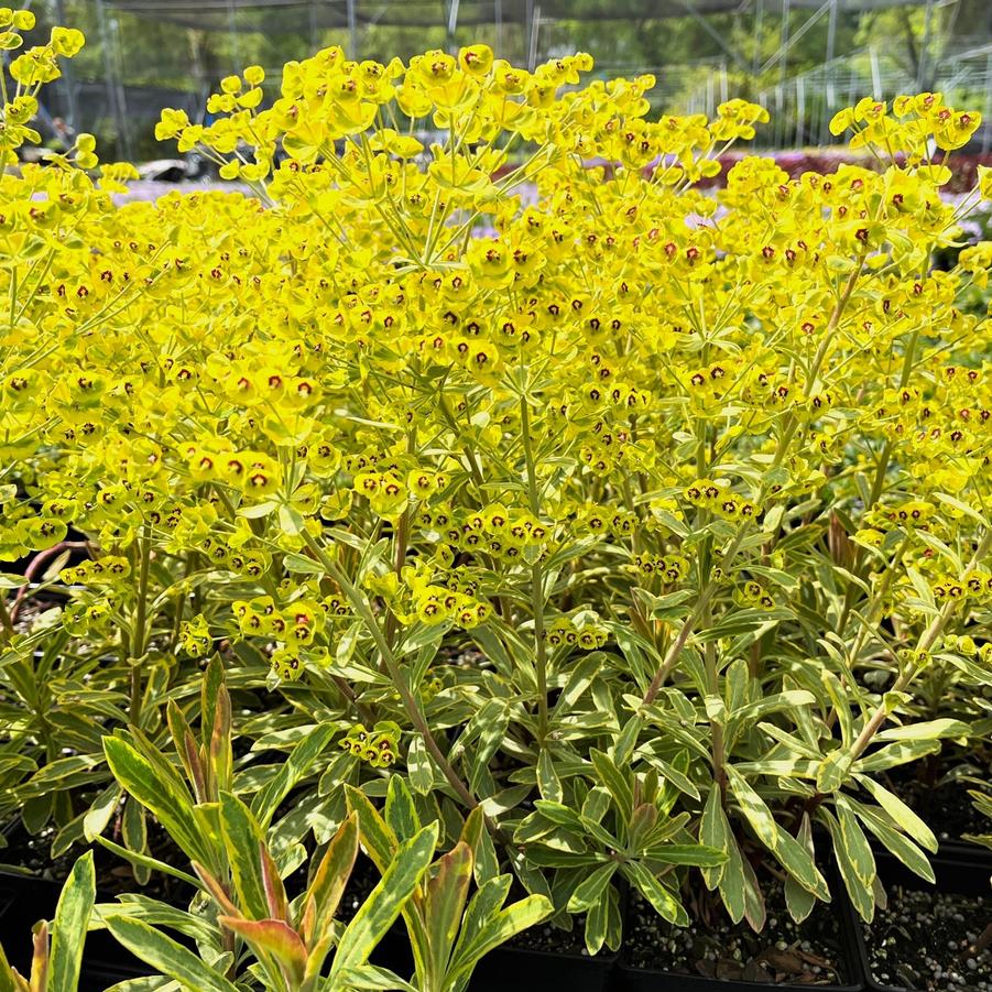 Euphorbia 'Ascot Rainbow' - Wood Spurge from Babikow Wholesale Nursery