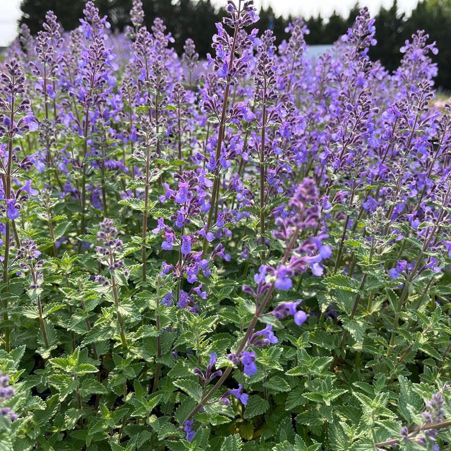 Nepeta faa. 'Junior Walker' - Catmint from Babikow Wholesale Nursery