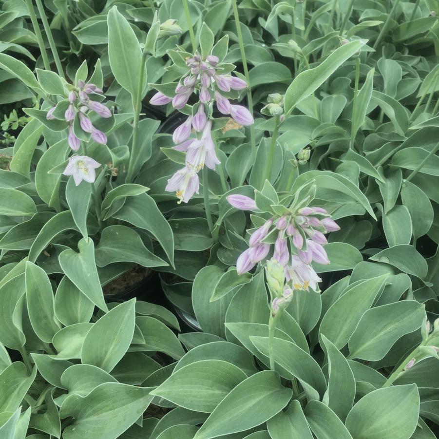 Hosta 'Krossa Regal' - Hosta from Babikow Wholesale Nursery