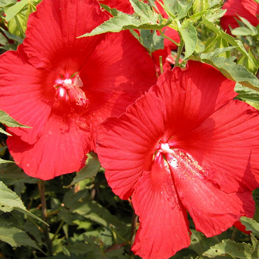Hibiscus 'Lord Baltimore' - Rose Mallow from Babikow Wholesale Nursery