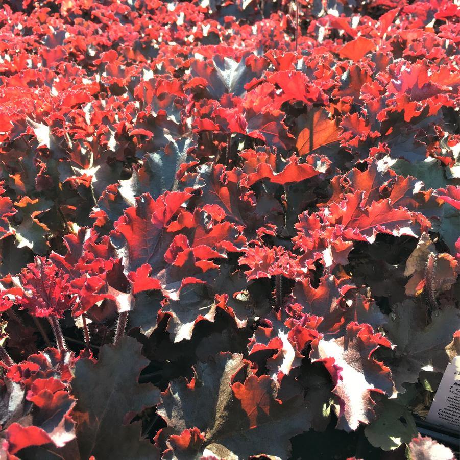 Heuchera x 'Melting Fire' - Coral bells from Babikow Wholesale Nursery