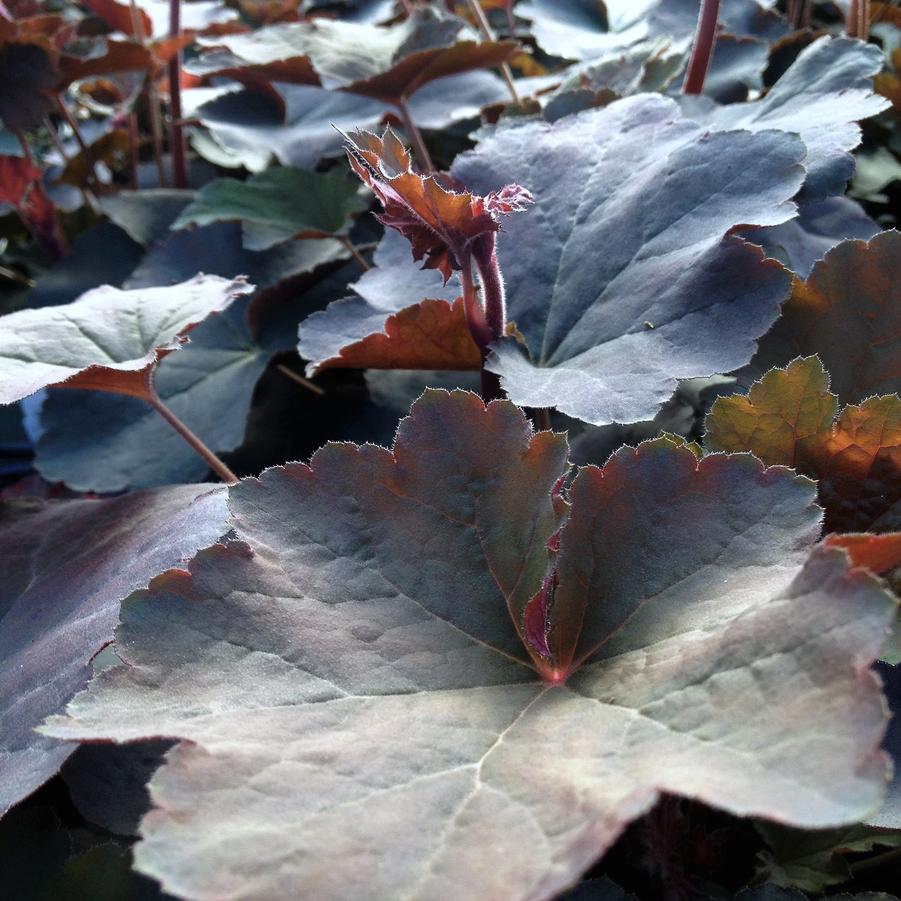 Heuchera vil. 'Mocha' - Coral bells from Babikow Wholesale Nursery