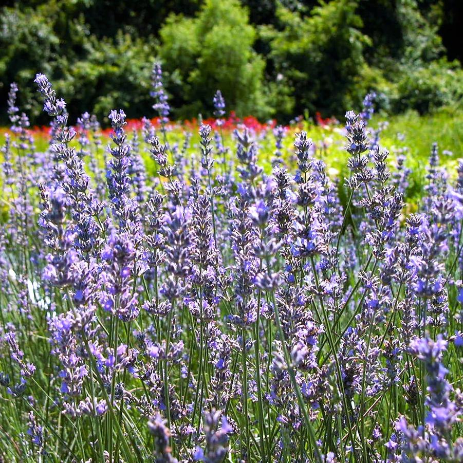 Lavandula int. 'Provence' - Lavender from Babikow Wholesale Nursery