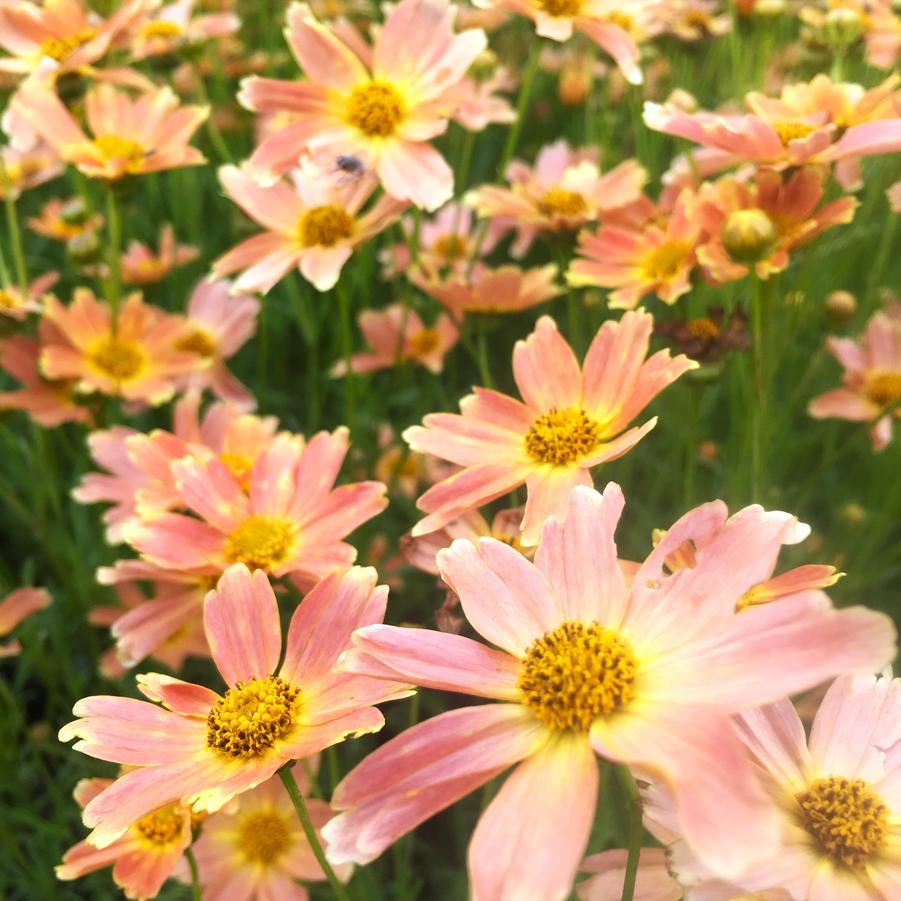 Coreopsis x 'Sienna Sunset' - Tickseed from Babikow Wholesale Nursery