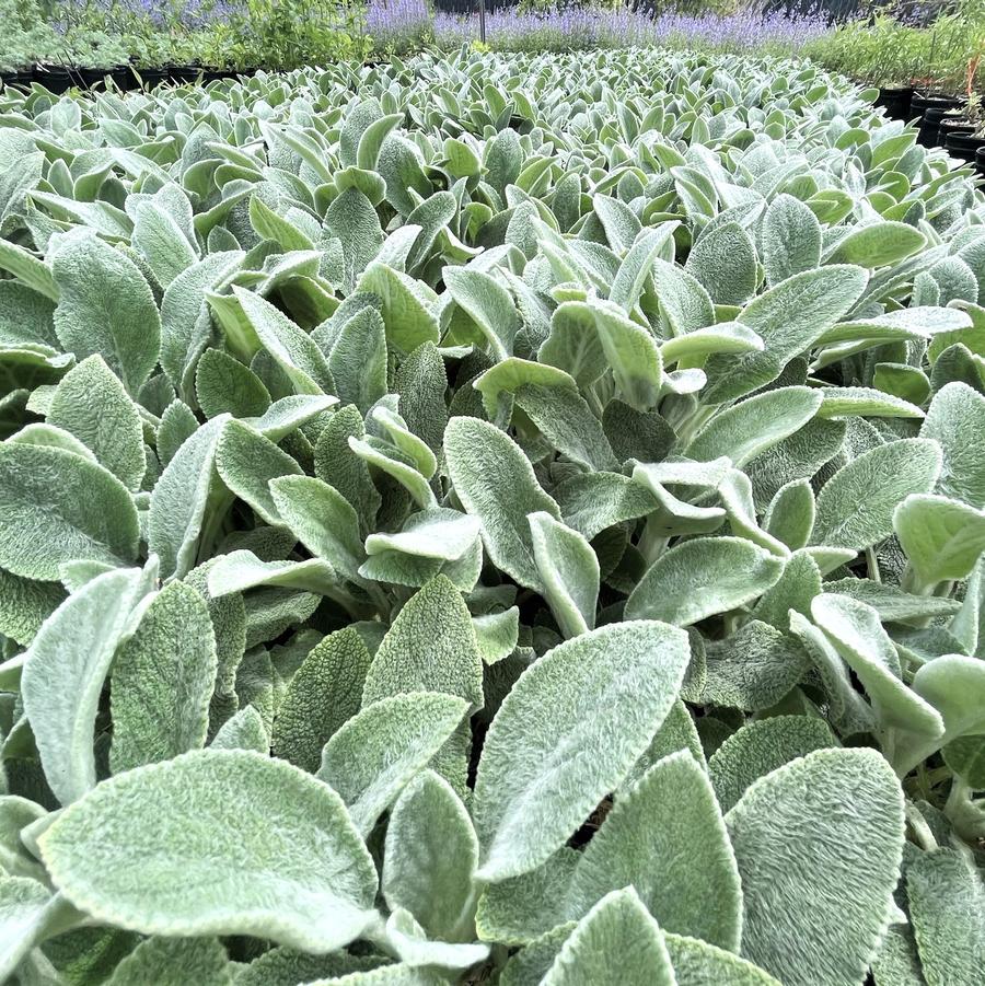 Stachys byz. 'Silver Carpet' - Lamb's Ear from Babikow Wholesale Nursery