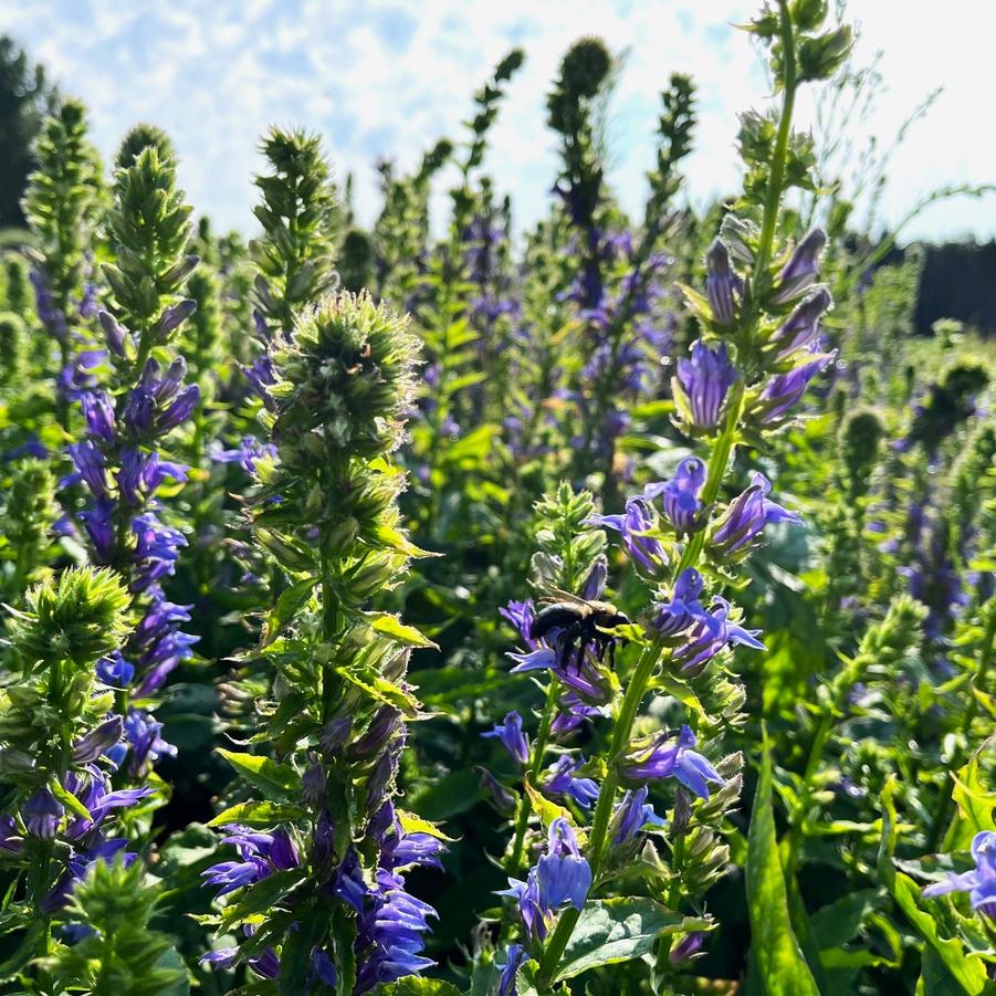 Lobelia siphlitica - Great Blue Lobelia from Babikow Wholesale Nursery