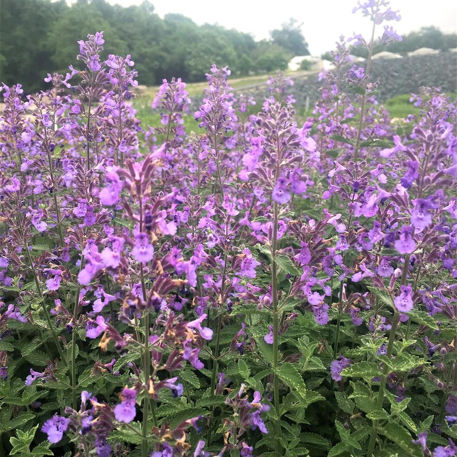 Nepeta faa. 'Six Hills Giant' - Catmint from Babikow Wholesale Nursery